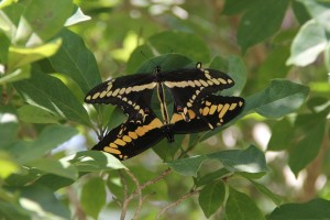 Giant Swallowtails mating in Spring, TX 4-21-17